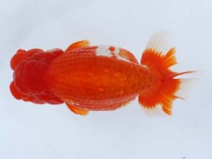 九州・山口日らん会　西取締　東　秀明　佐賀