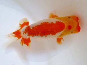 山形・宮城伊達らんちう会　東大関　輿石伸吾　伊達