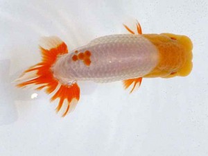 山形・宮城伊達らんちう会　西大関　小林一仁　伊達