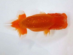 山形・宮城伊達らんちう会　立行司　黒はばき浩之　伊達