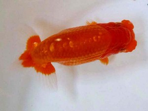 山形・宮城伊達らんちう会　取締一　光山郁雄　山形