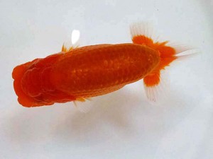 山形・宮城伊達らんちう会　取締二　川村祐孝　伊達
