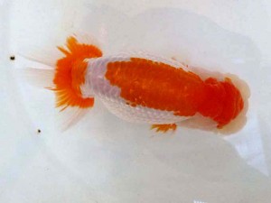 山形・宮城伊達らんちう会　東大関　大場晋二　伊達