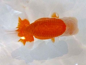 山形・宮城伊達らんちう会　西大関　黒はばき浩之　伊達