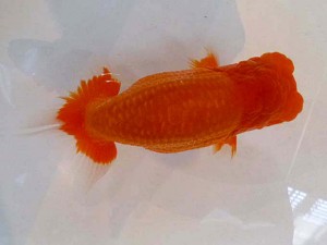 山形・宮城伊達らんちう会　立行司　和井内貴久　伊達