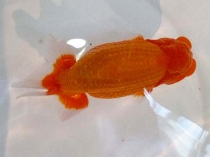 山形・宮城伊達らんちう会　取締一　後藤正美　山形