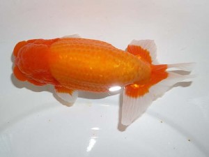 山形・宮城伊達らんちう会　取締二　大場晋二　伊達
