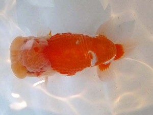 山形・宮城伊達らんちう会　松田　勝　伊達