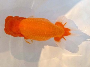 山形・宮城伊達らんちう会　西大関　和井内貴久　伊達