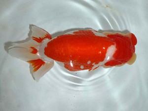 山形・宮城伊達らんちう会　取締一　大場普二　伊達