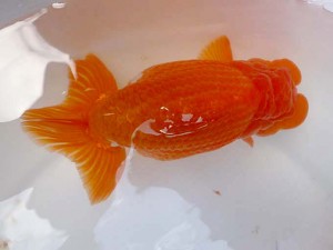 山形・宮城伊達らんちう会　取締二　大場普二　伊達