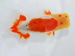 岡山錦鱗会　東大関　胡本佳孝　玉野