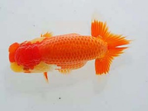 岡山錦鱗会 西勧進元　原田和彦　倉敷