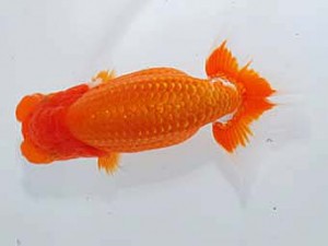 岡山錦鱗会 行司一　村上暢彦　浅口