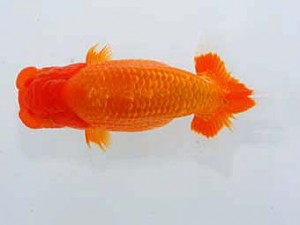 岡山錦鱗会 行司二　柏野正彦　児島