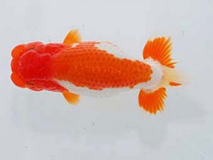 岡山錦鱗会 行司三　山原茂広　倉敷