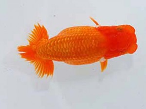 岡山錦鱗会 東脇行司　村上暢彦　浅口