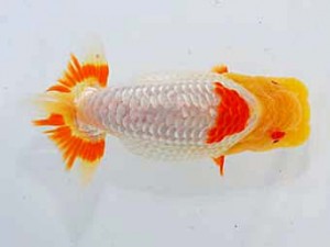 岡山錦鱗会 西脇行司　吉田隆博　岡山