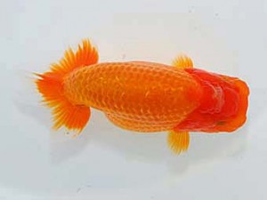 岡山錦鱗会　西大関　田中茂規　玉野