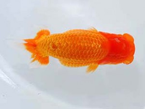 岡山錦鱗会　立行司　福澤　誠　青森