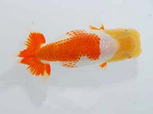 岡山錦鱗会　東取締　岩下孝広　尾道