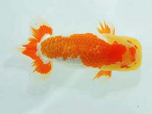 岡山錦鱗会　西取締　胡本佳孝　玉野