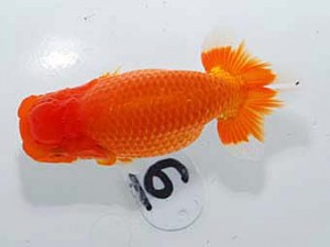 岡山錦鱗会 東関脇　真鍋弘義　香川