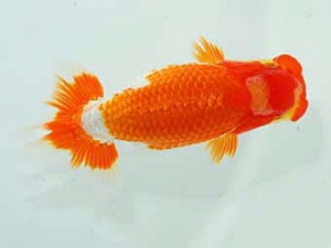 岡山錦鱗会 西関脇　小笠原義照　浅口