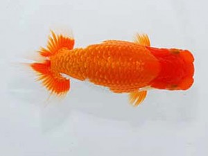 岡山錦鱗会 西小結　河本圭司　松山