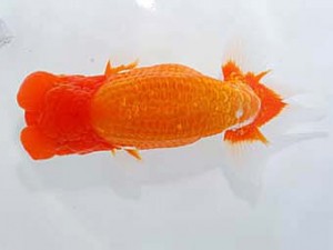 岡山錦鱗会　西大関　川本智祥　松山