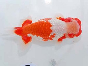 岡山錦鱗会　立行司　坂根吉広　鏡野