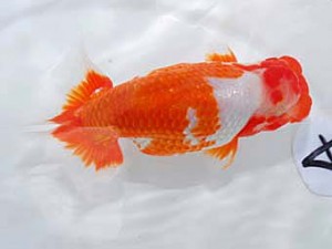 岡山錦鱗会　東取締　平崎達也　広島