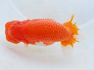 岡山錦鱗会　西大関　坂根吉広　鏡野