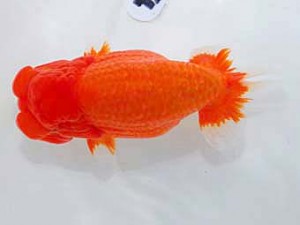 岡山錦鱗会　東取締　田中　勉　香川