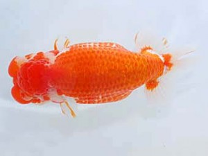 岡山錦鱗会　西取締　岩下孝広　尾道