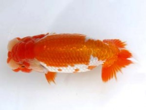 岡崎愛錦会　東大関　井土孝一　岡崎