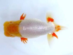 岡崎愛錦会　西大関　杉本俊幸　碧南