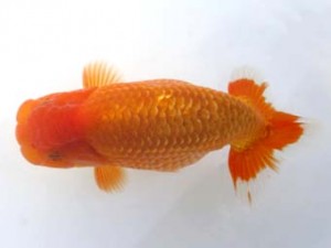 岡崎愛錦会　立行司　新美政雄　半田