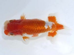 岡崎愛錦会　東取締　宇野正志　長久手