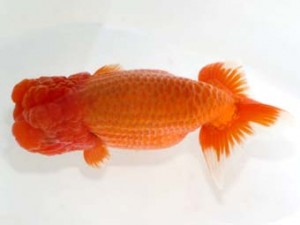 岡崎愛錦会　東大関　杉浦久敏　豊橋