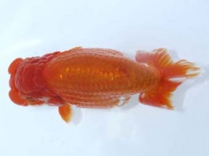 岡崎愛錦会　西大関　湯野正邦　岡崎