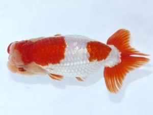 岡崎愛錦会　立行司　板倉一清　蒲郡