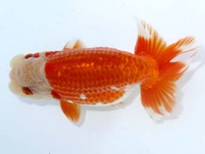 岡崎愛錦会　東取締　金 成年　豊橋