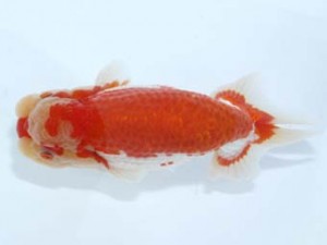 岡崎愛錦会　西取締　古川伸二　蒲郡