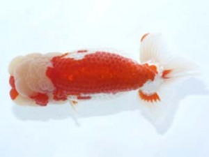 岡崎愛錦会　西大関　福井利夫　豊橋