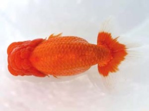 岡崎愛錦会　立行司　山下　稔　半田