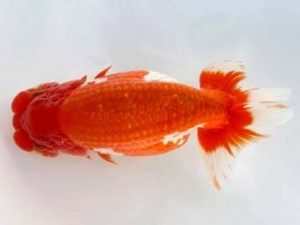 岡崎愛錦会　東取締　福井利夫　豊橋