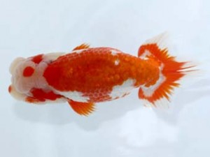 岡崎愛錦会　西取締　小笠原 茂　碧南