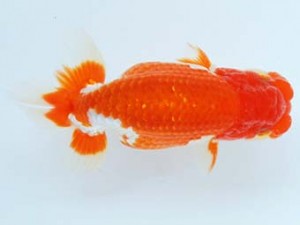 尾張優魚会　東大関　山口広隆　津