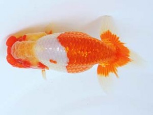 尾張優魚会　東取締　山口広隆　津